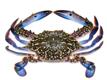 Flower Crab (~500g, 1-2pcs) For Cheap