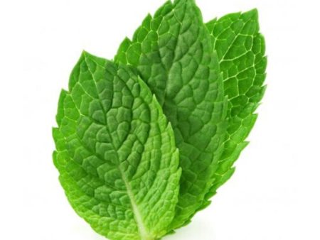 薄荷叶 Mint Leaf (100g) Online Hot Sale