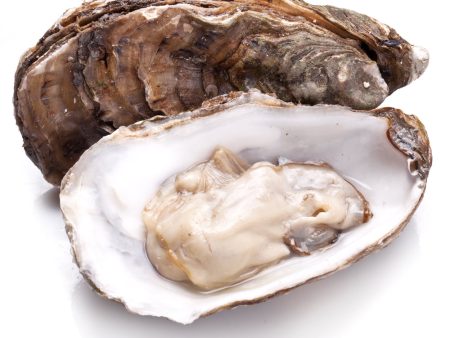 Australian Oyster (Live) For Sale