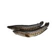 Fresh Snakehead Fish Online Hot Sale