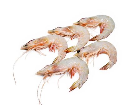 Fresh Sea Prawns For Cheap