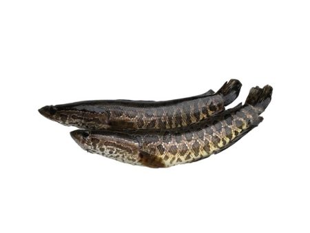 Fresh Snakehead Fish Bones Discount