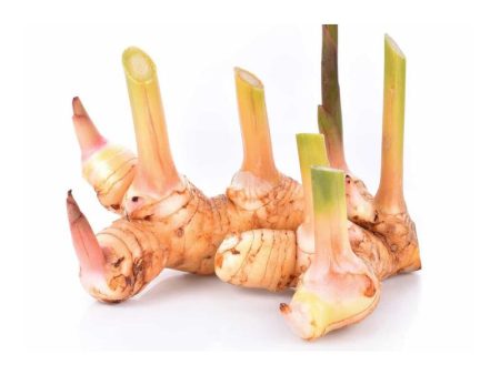 蓝姜 Galangal (Thai Ginger) on Sale