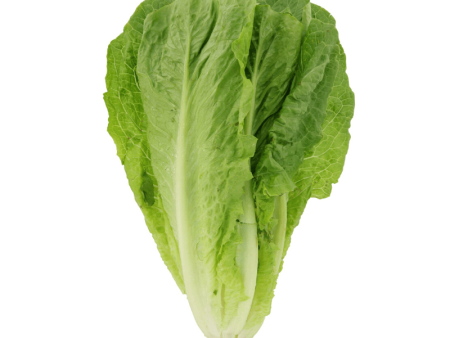 罗敏 Romaine Lettuce (850g-1kg) For Discount