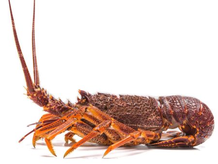 (FRESH) Australia Rock Lobster 500-700G For Sale