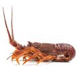 (LIVE) Australia Rock Lobster 500-700G Sale