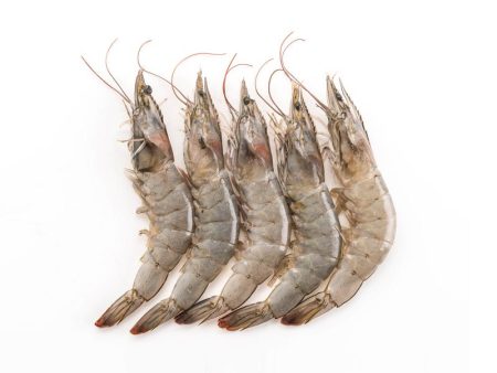 Fresh Farm Prawns For Sale